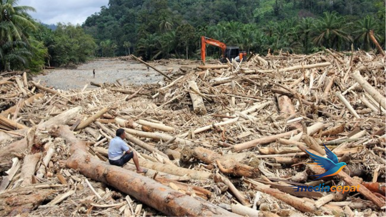 Ribuan Kayu Terbawa Banjir di Sumatera: Benarkah Ada Illegal Logging di Baliknya?
